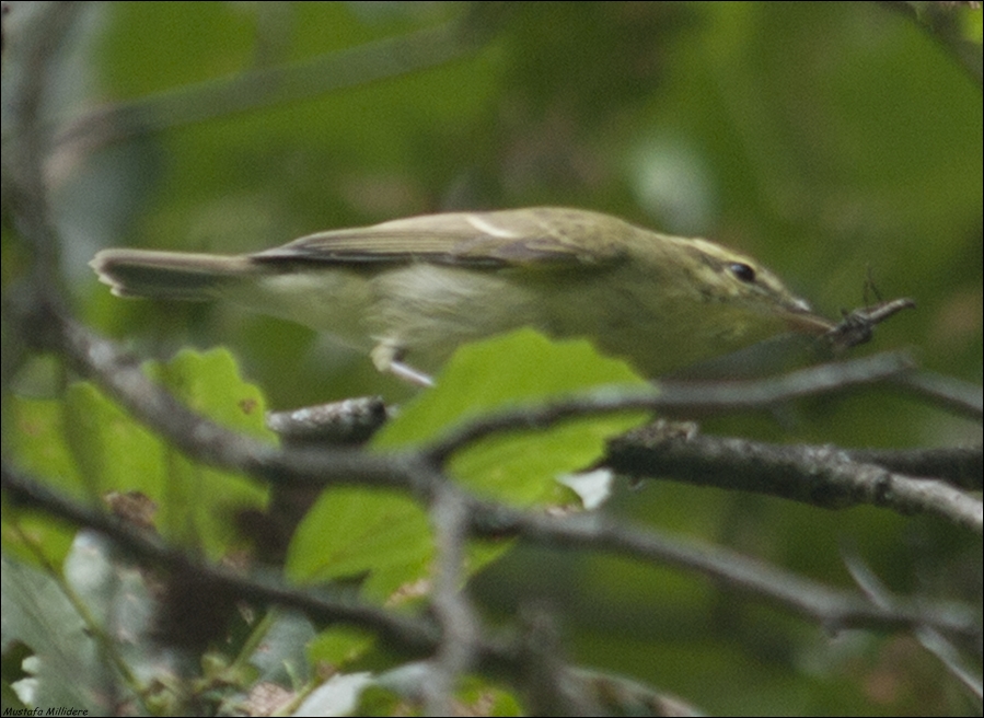 Green Warbler