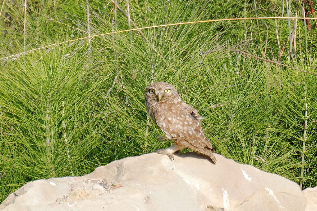 Little Owl