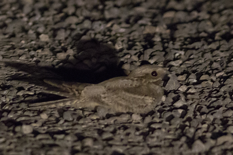 European Nightjar