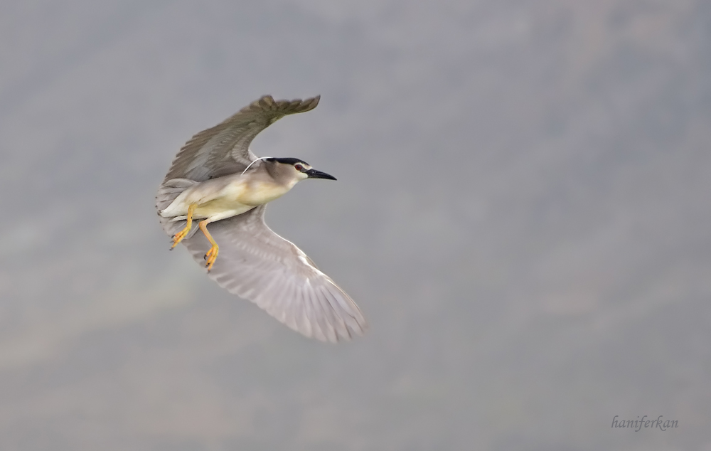Black-crowned Night Heron