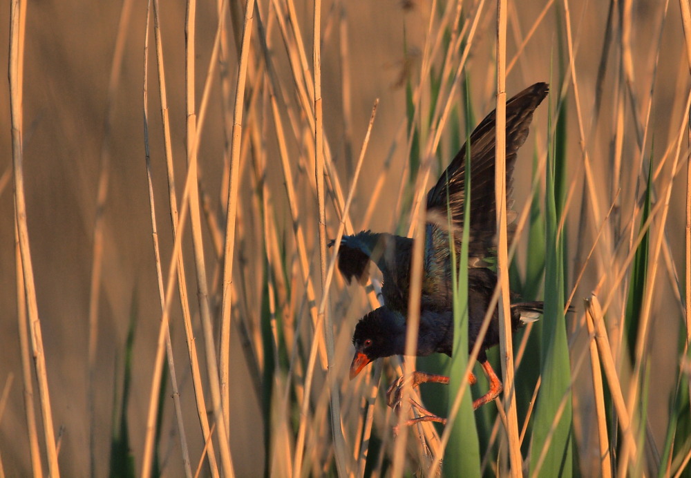 Allen`s Gallinule