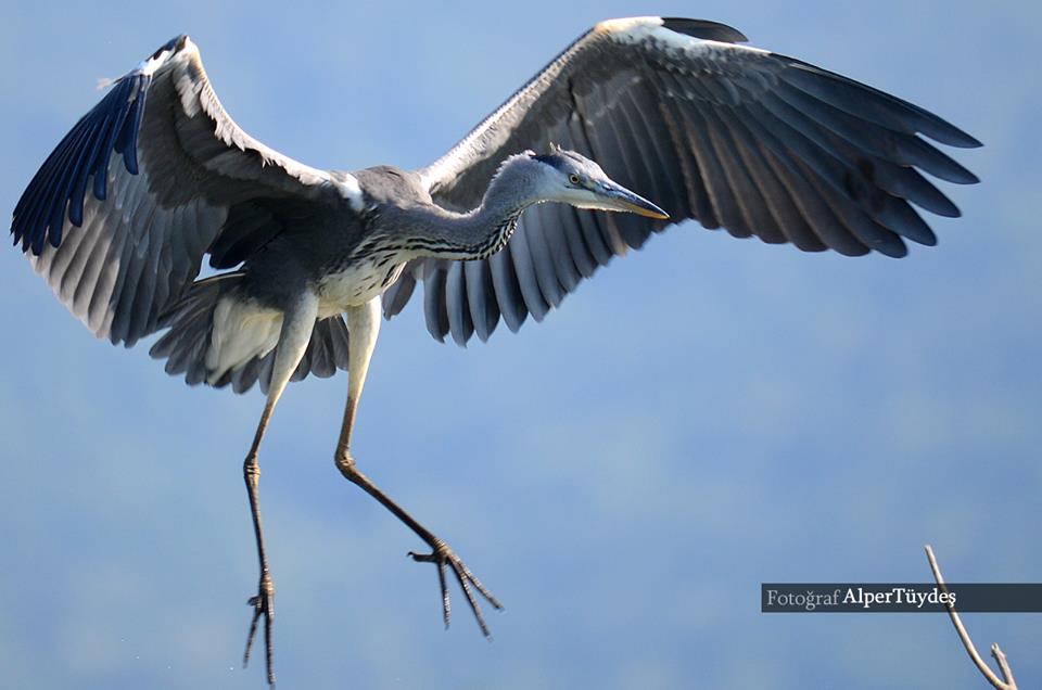 Grey Heron