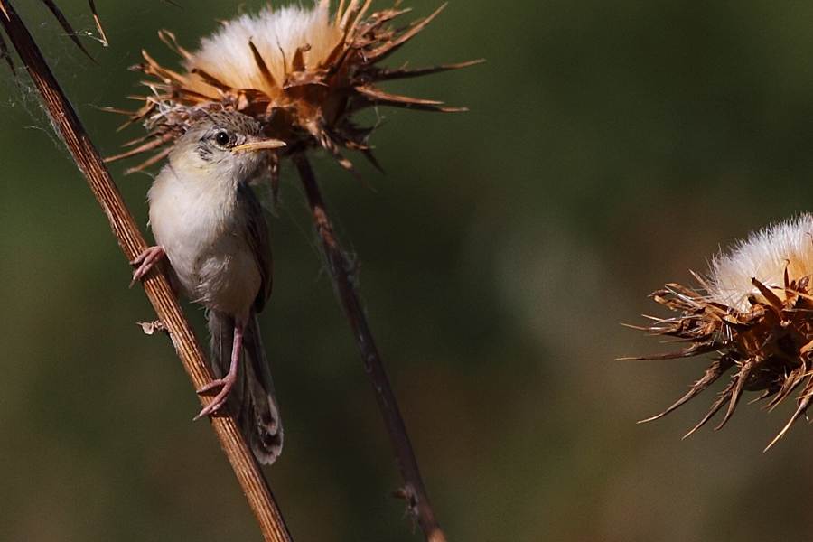 Delicate Prinia