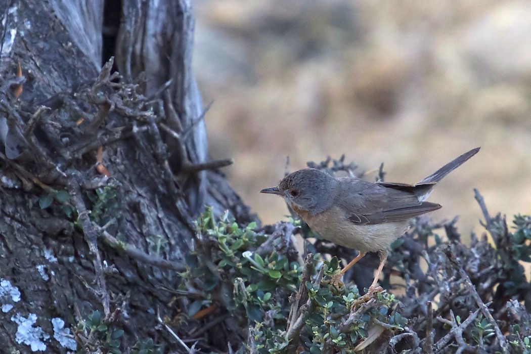 Subalpine Warbler