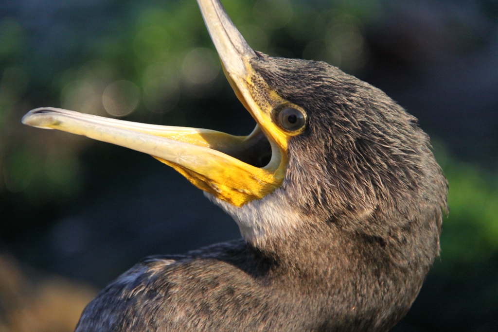 Pygmy Cormorant