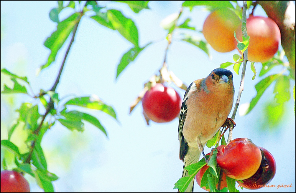 Eurasian Chaffinch