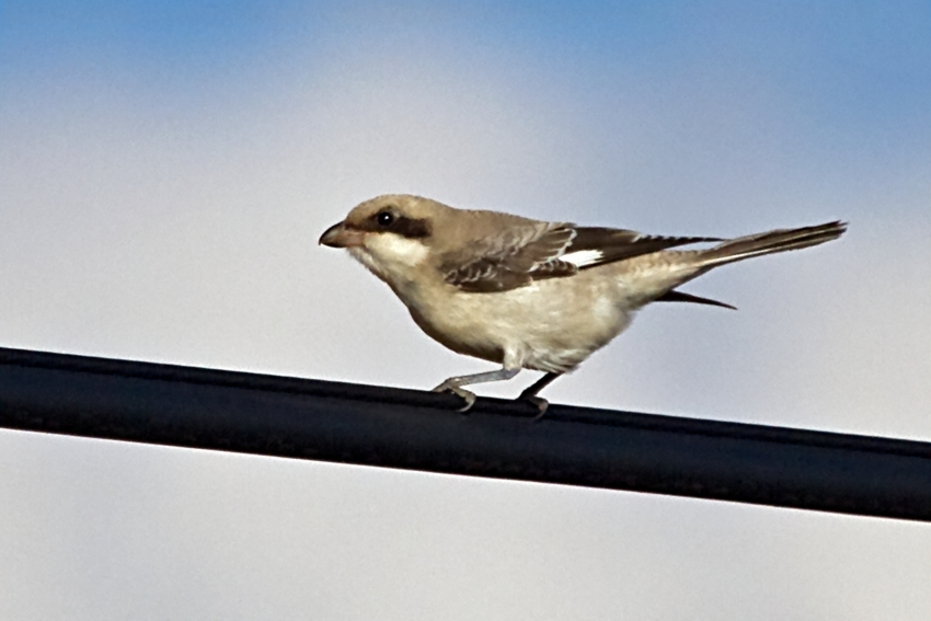 Lesser Grey Shrike