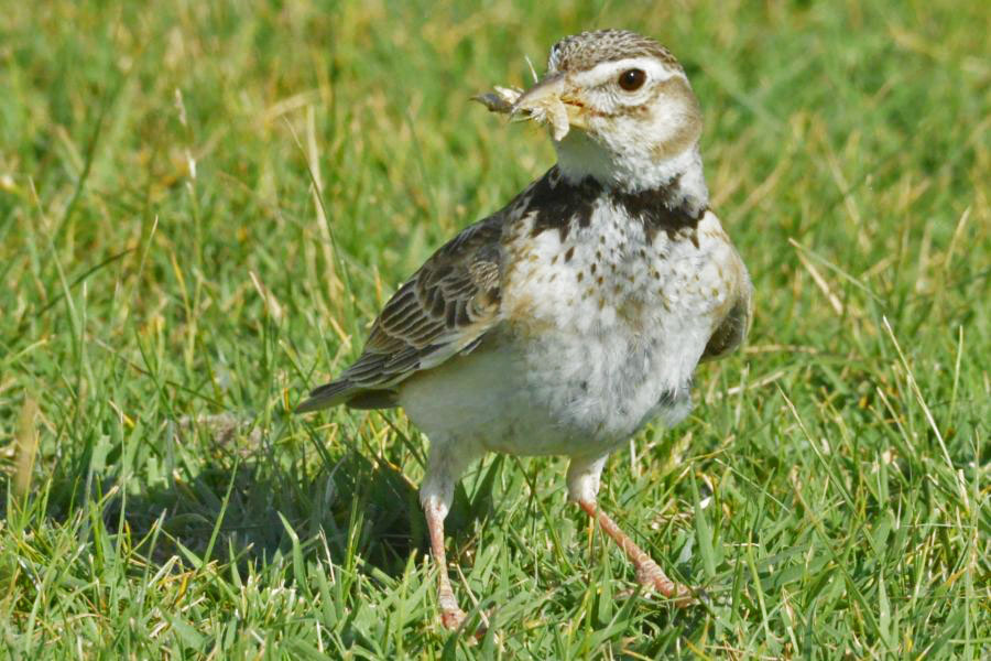 Calandra Lark