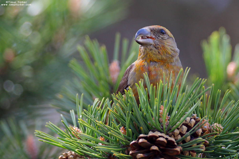 Red Crossbill