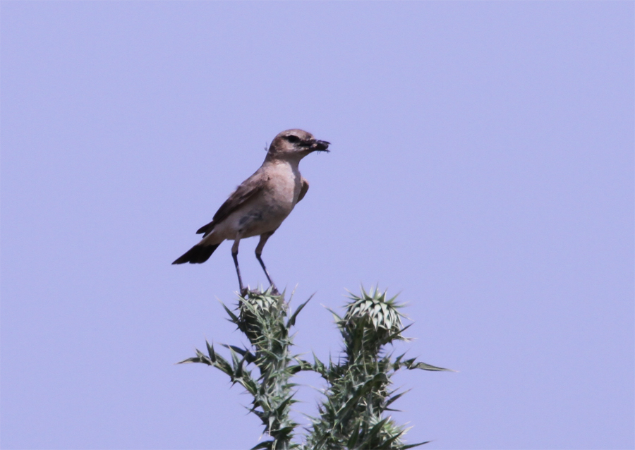 Isabelline Wheatear