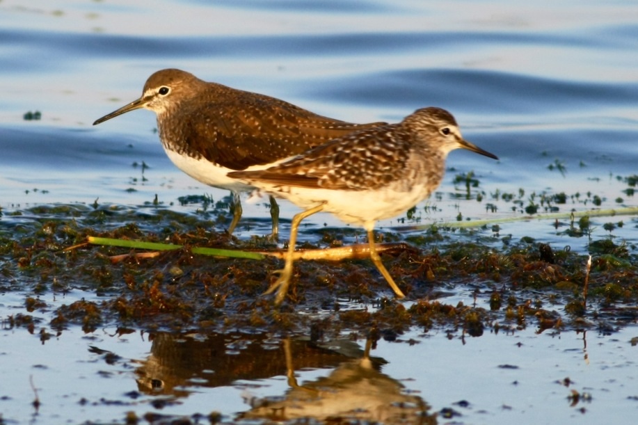 Green Sandpiper
