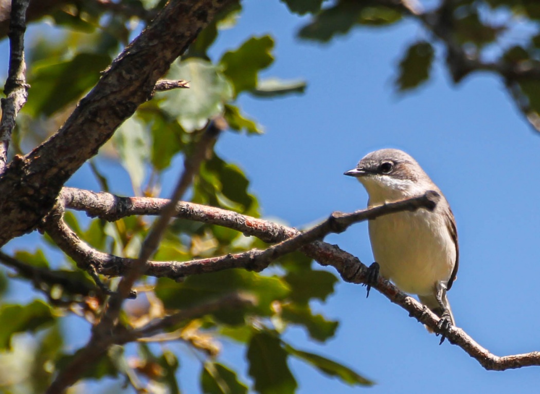 Lesser Whitethroat