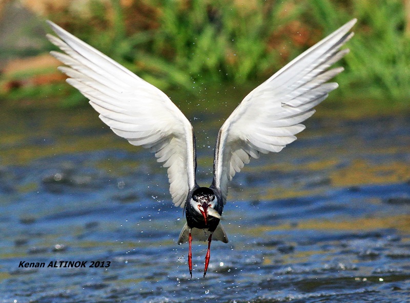Whiskered Tern