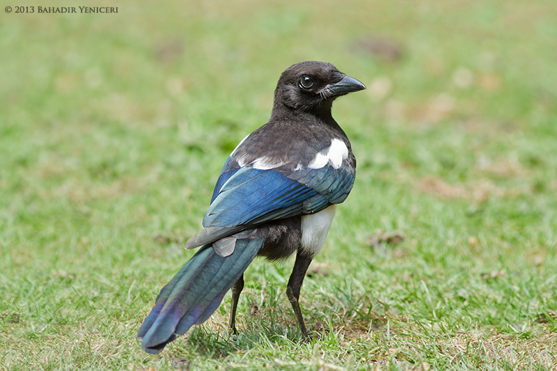 Eurasian Magpie