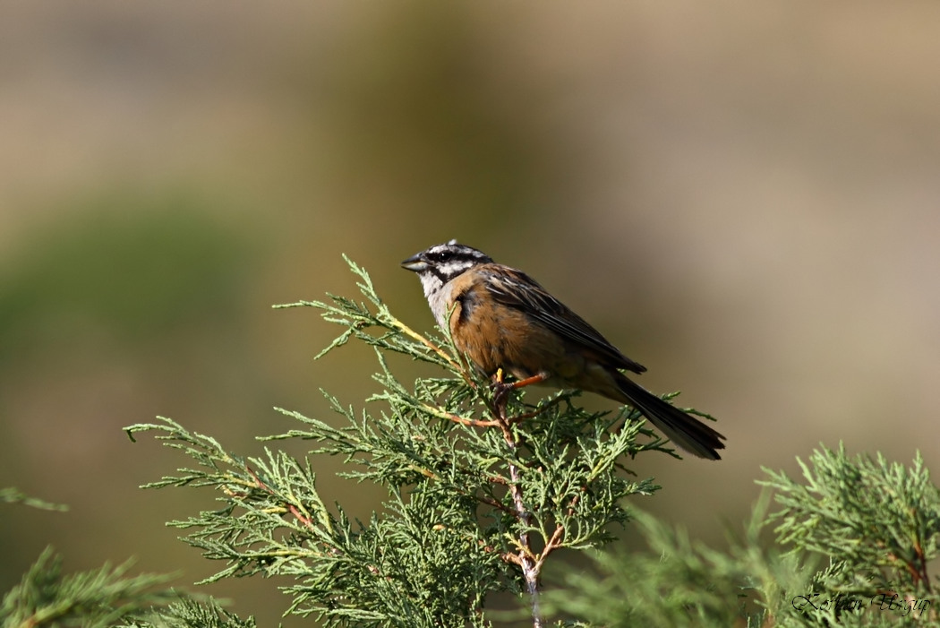 Rock Bunting