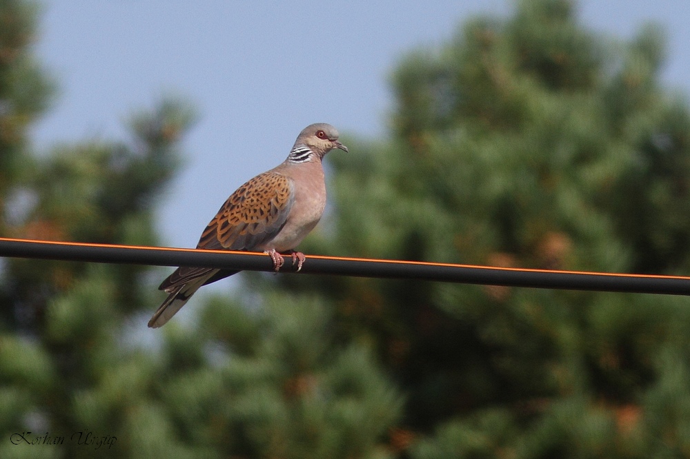European Turtle Dove