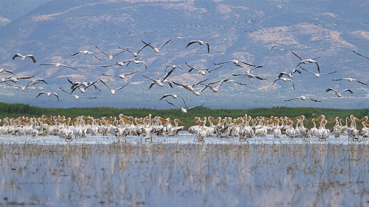 Great White Pelican