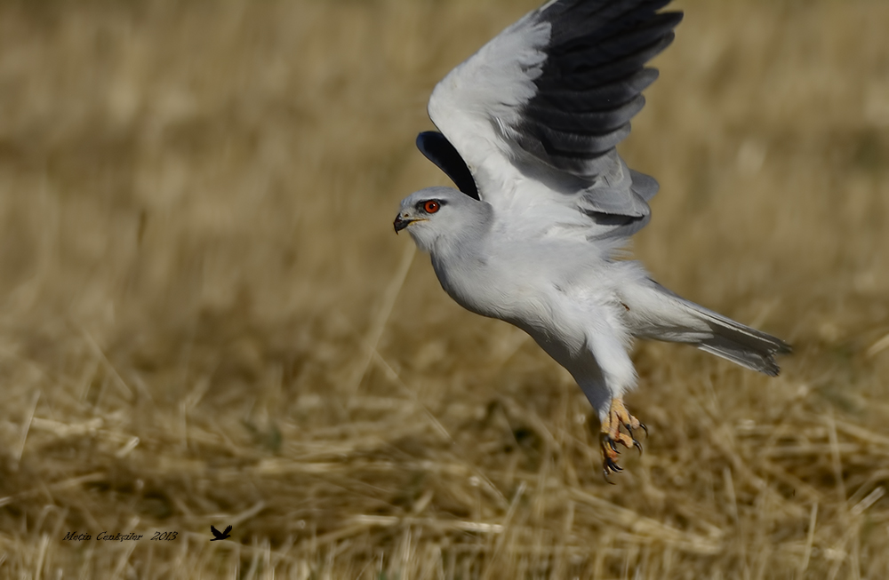 Black-winged Kite