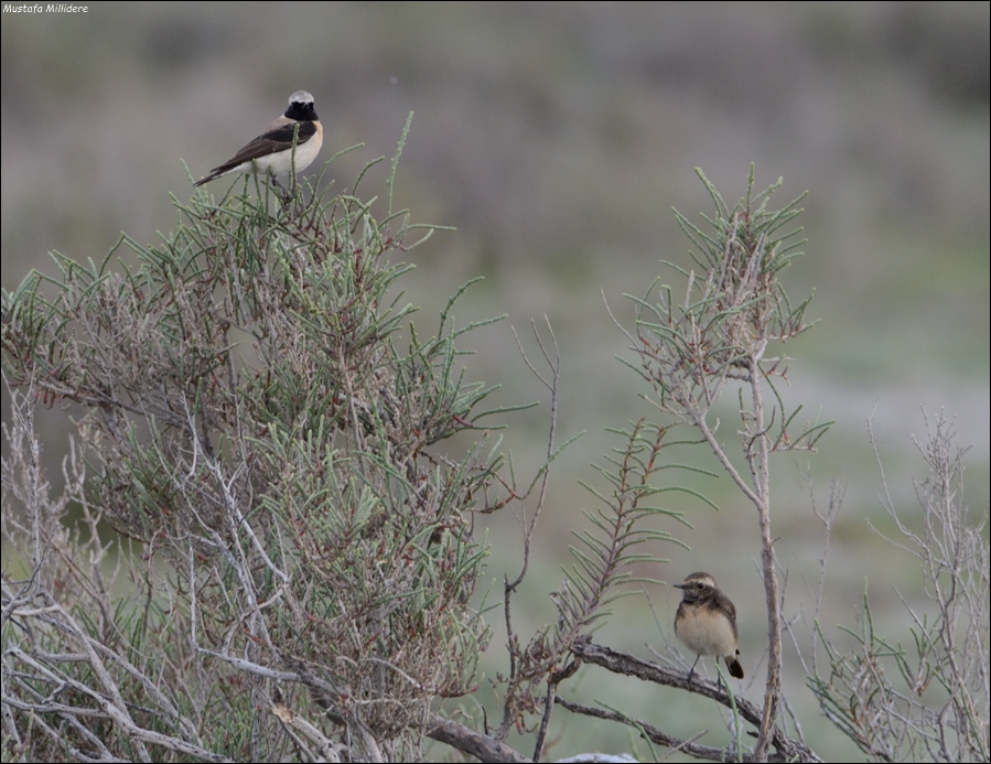 Cyprus Wheatear