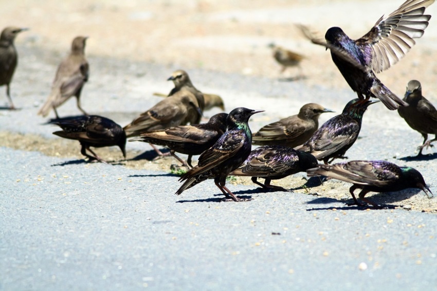 Common Starling