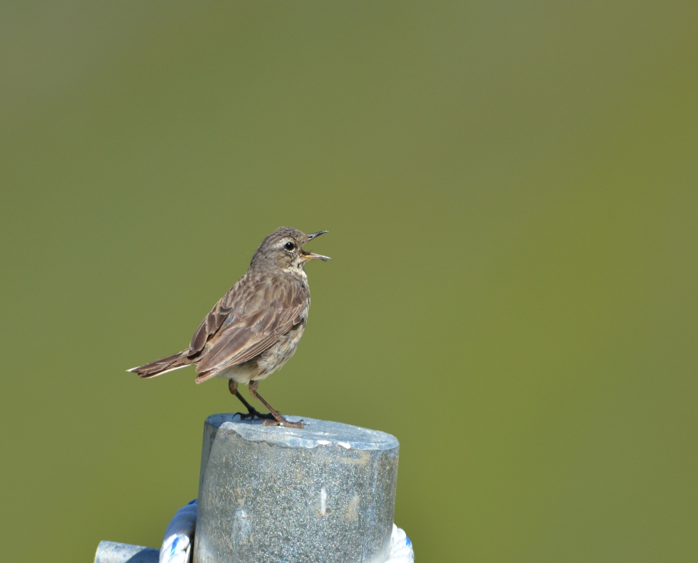 Water Pipit