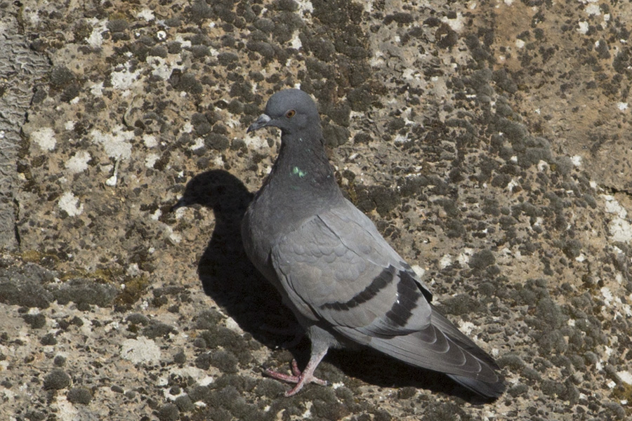 Rock Dove