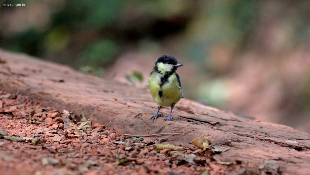 Great Tit