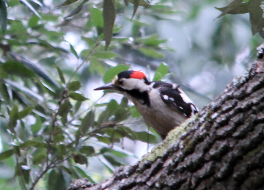 Syrian Woodpecker