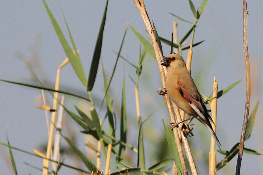 Desert Finch