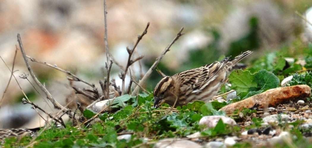 Rock Sparrow