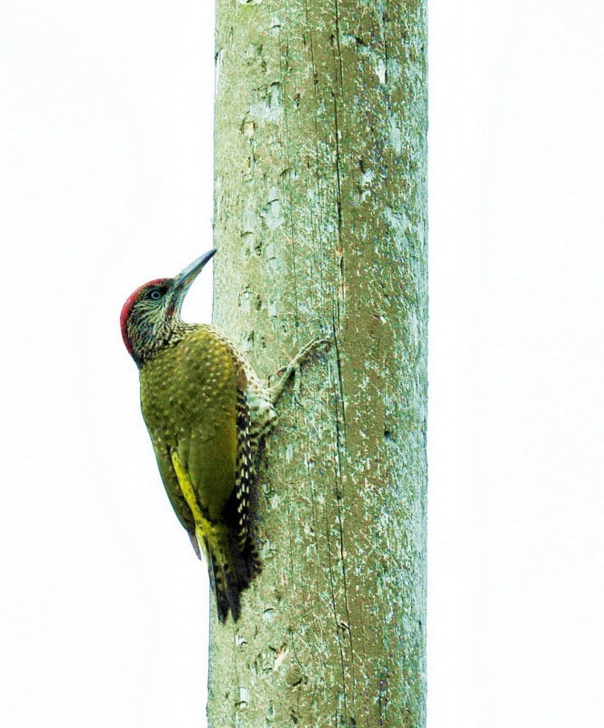 European Green Woodpecker