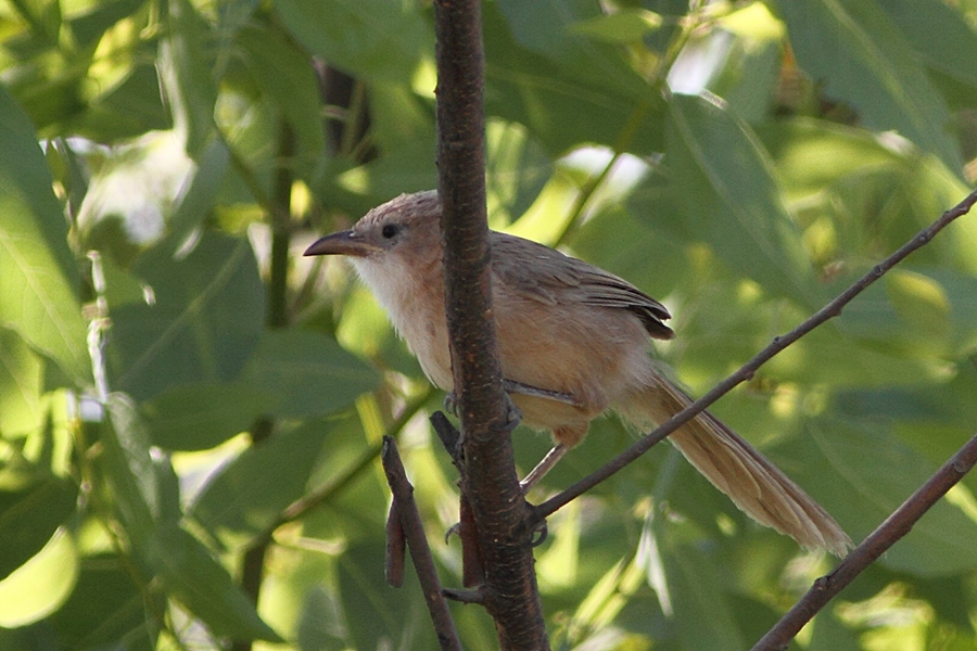 Iraq Babbler