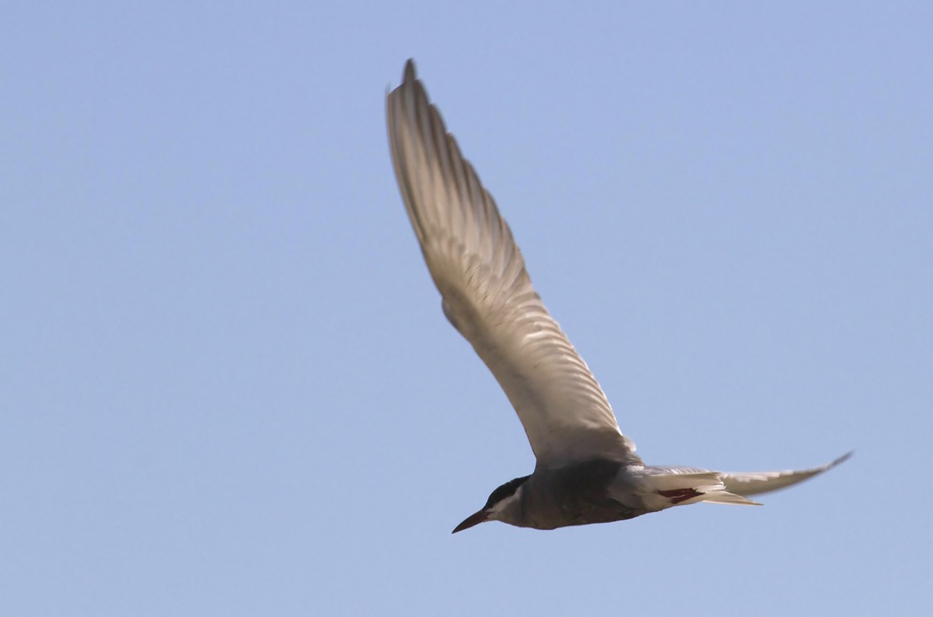 Whiskered Tern
