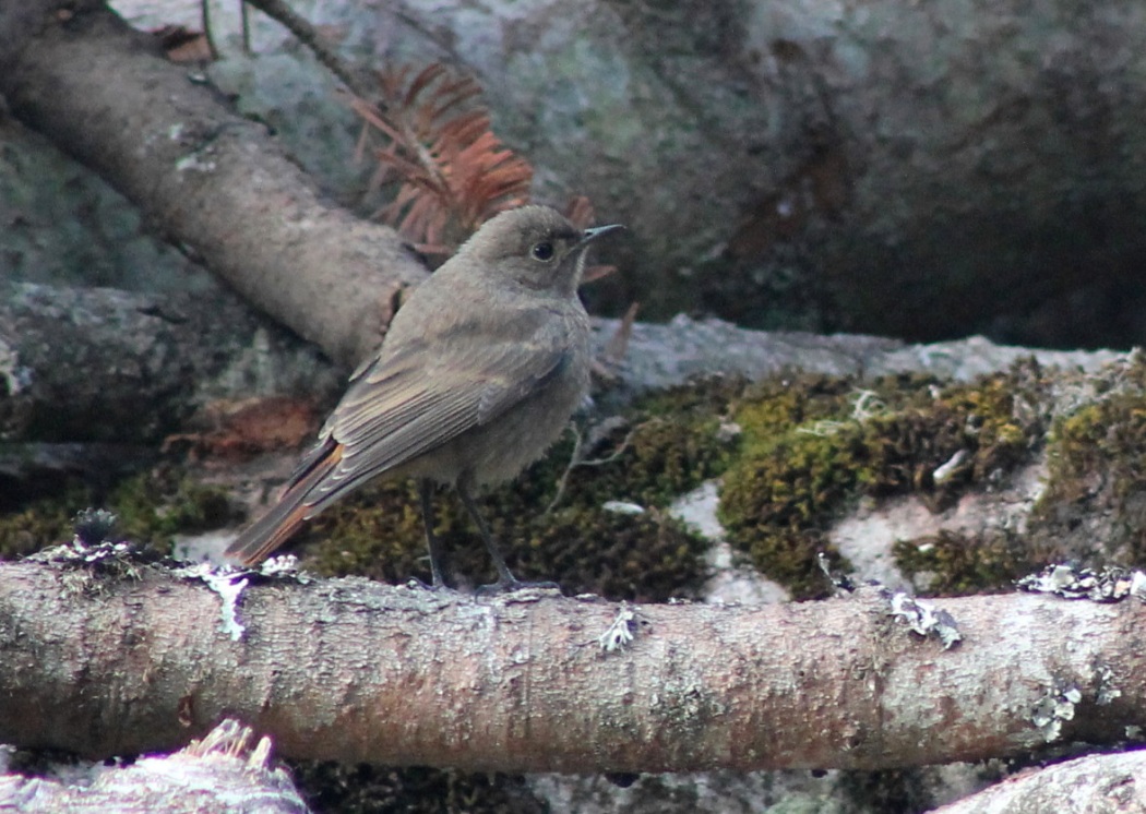 Black Redstart