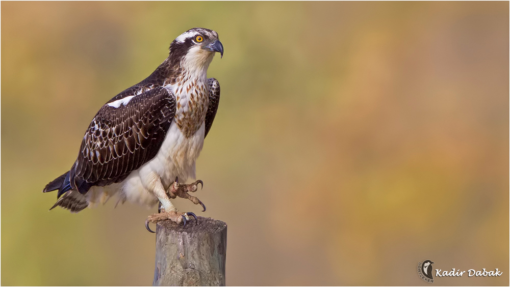 Osprey