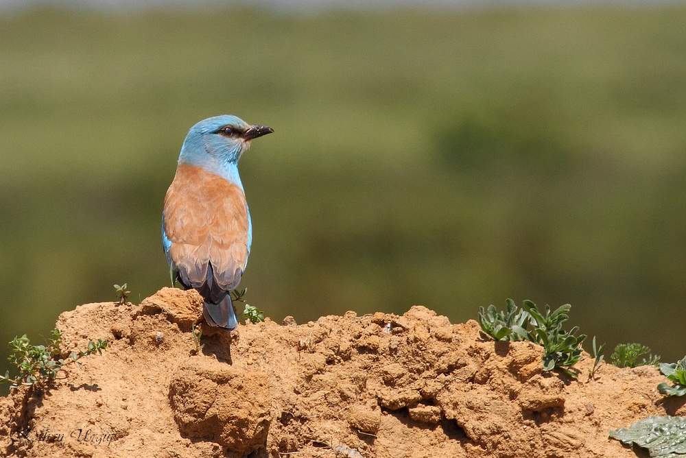 European Roller