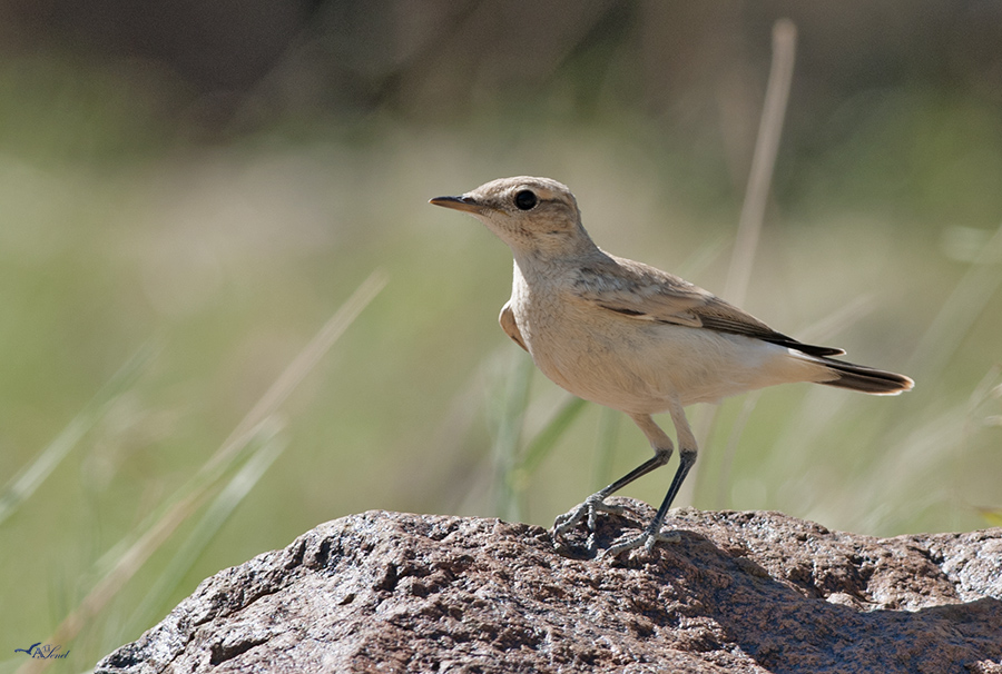 Isabelline Wheatear
