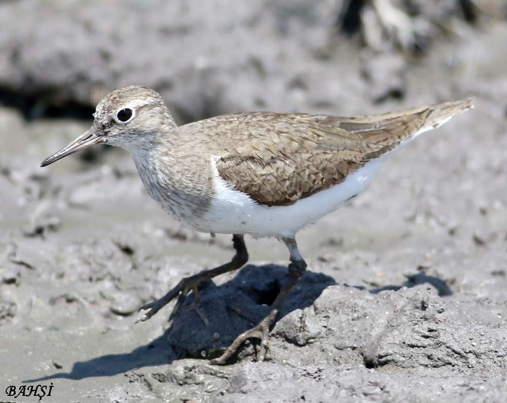 Common Sandpiper