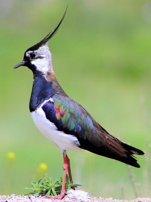 Northern Lapwing
