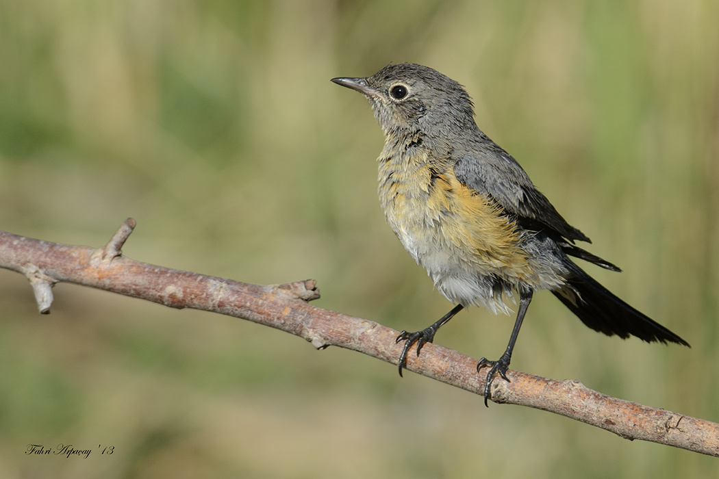 White-throated Robin