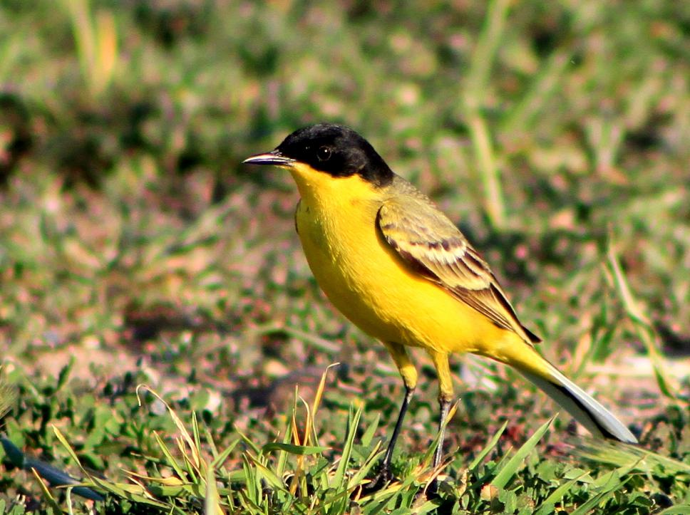 Western Yellow Wagtail
