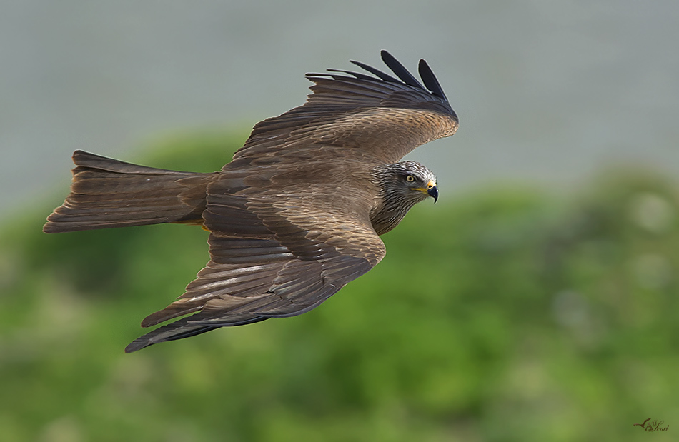 Black Kite