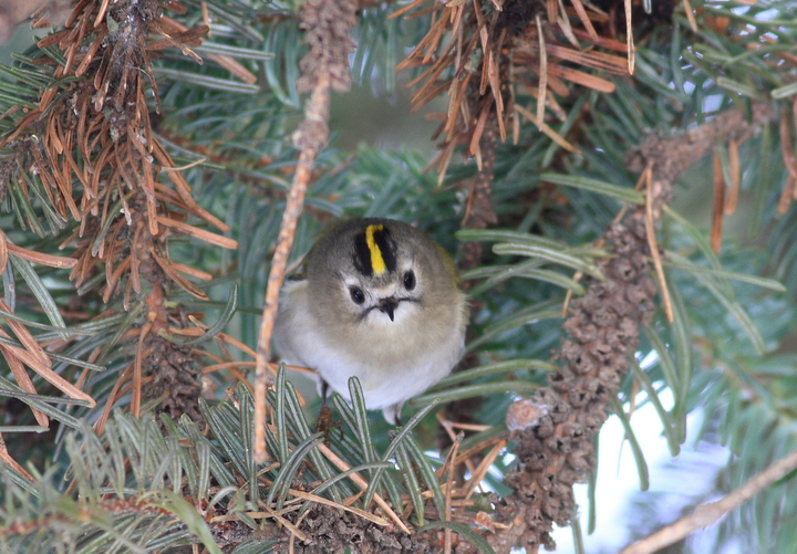 Goldcrest