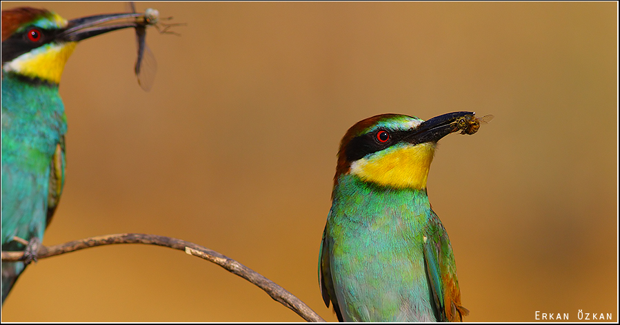 European Bee-eater