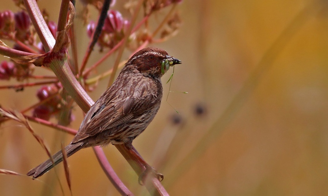 Radde`s Accentor