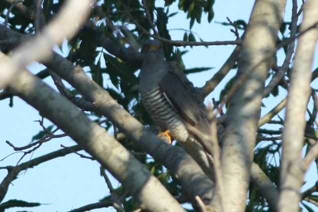 Common Cuckoo