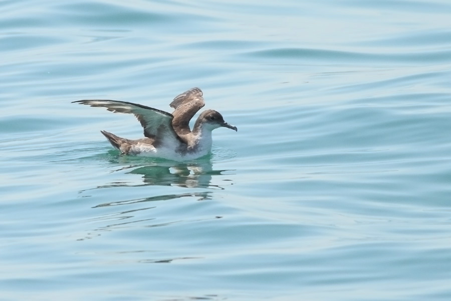 Yelkouan Shearwater