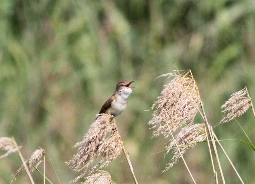 Great Reed Warbler