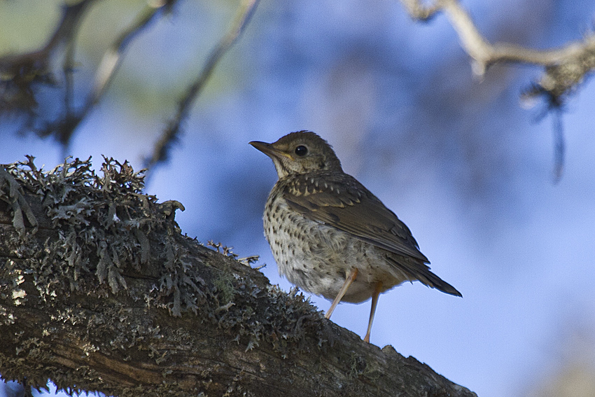 Song Thrush