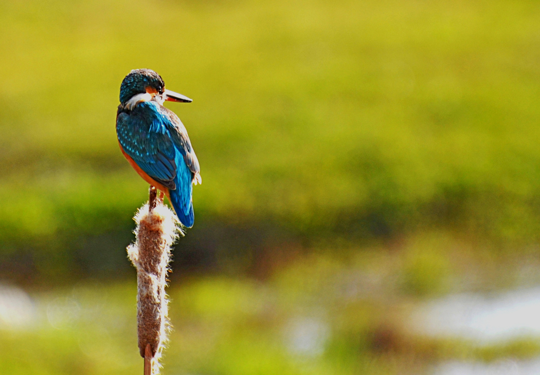 Common Kingfisher